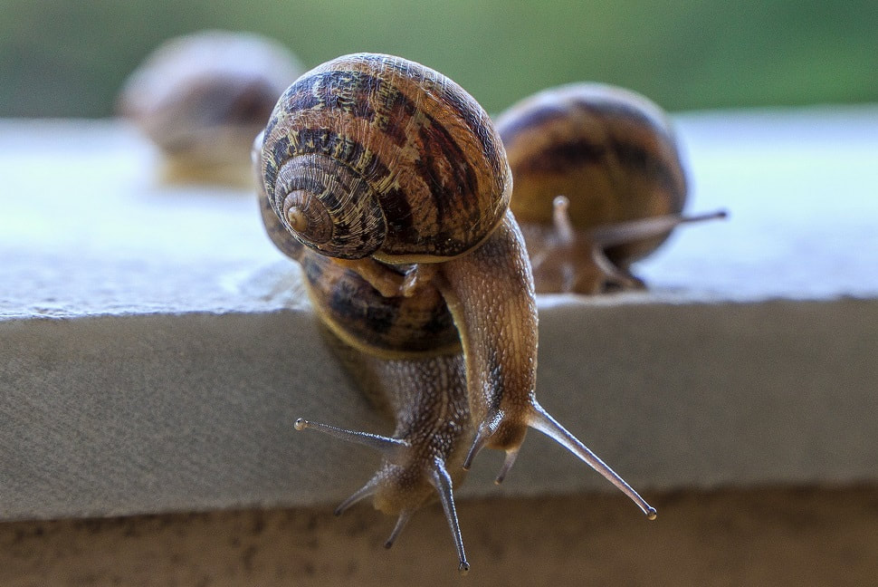 close up of snails on a window sill_plastering and rendering services_gk rend